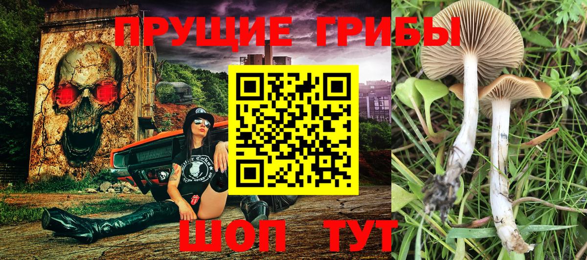 Галлюциногенные грибы GOLDEN TEACHER  Вход с VPN  где найти   Дмитров 